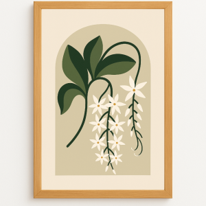 Aerangis étoilée – Orchidée de Madagascar